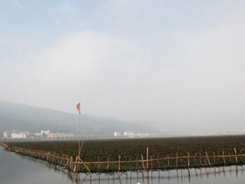 滇池圈養(yǎng)水葫蘆變寶貝，圈養(yǎng)總面積達九千畝